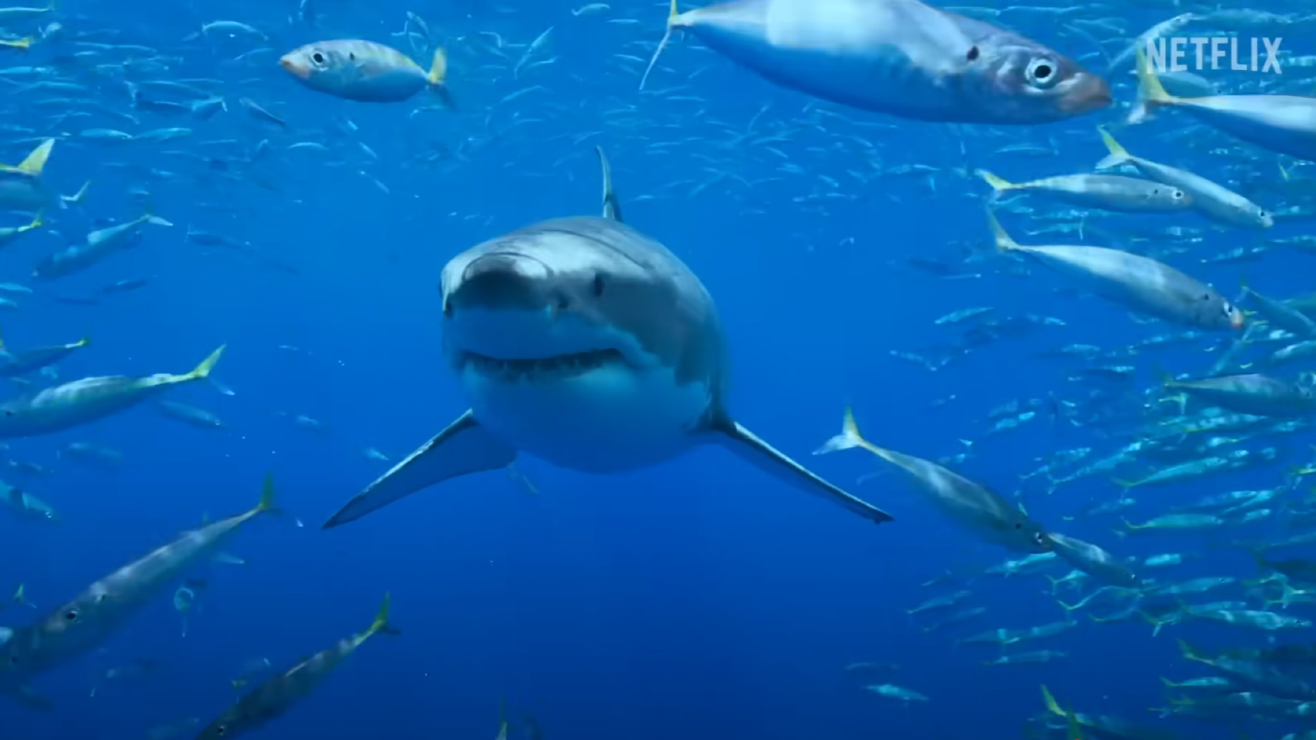 All the sharks netflix