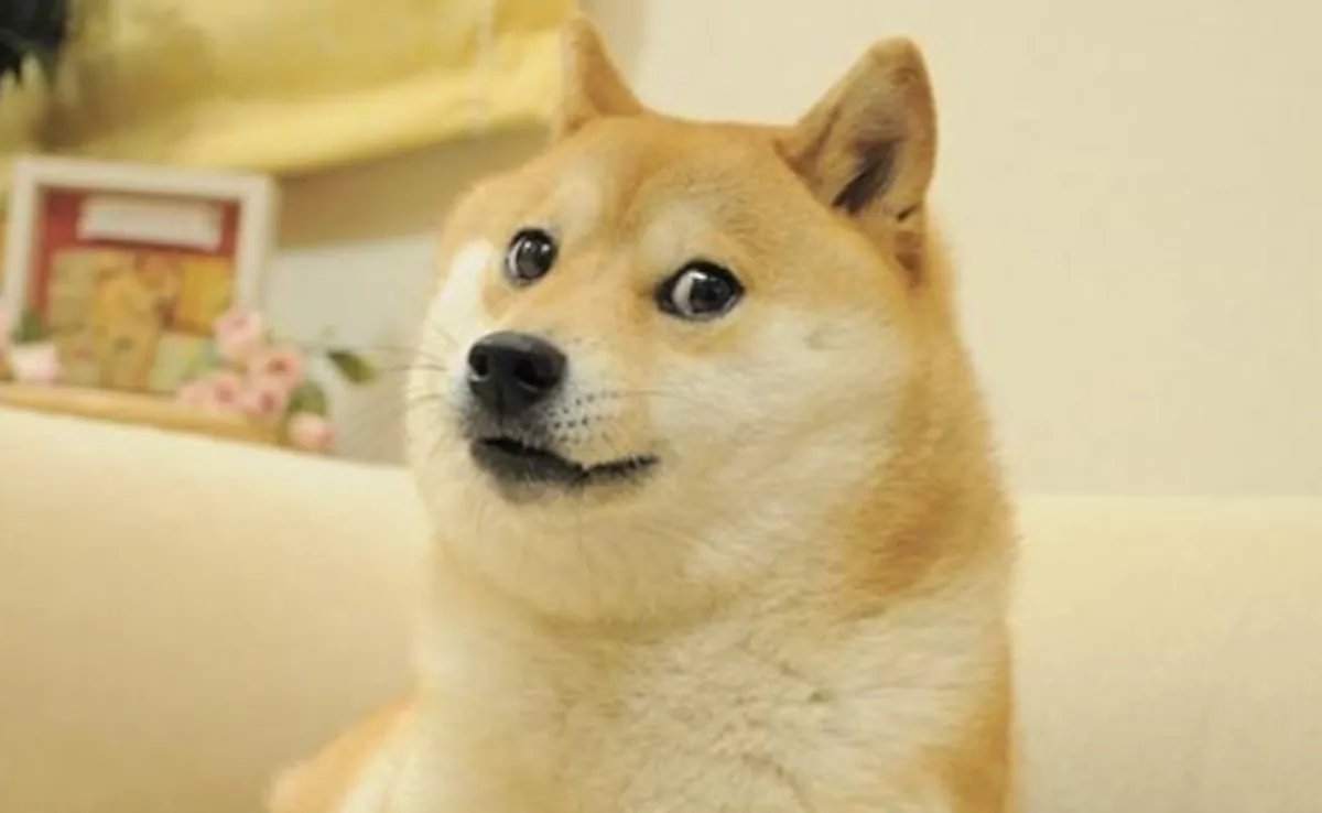 Kabosu Doge